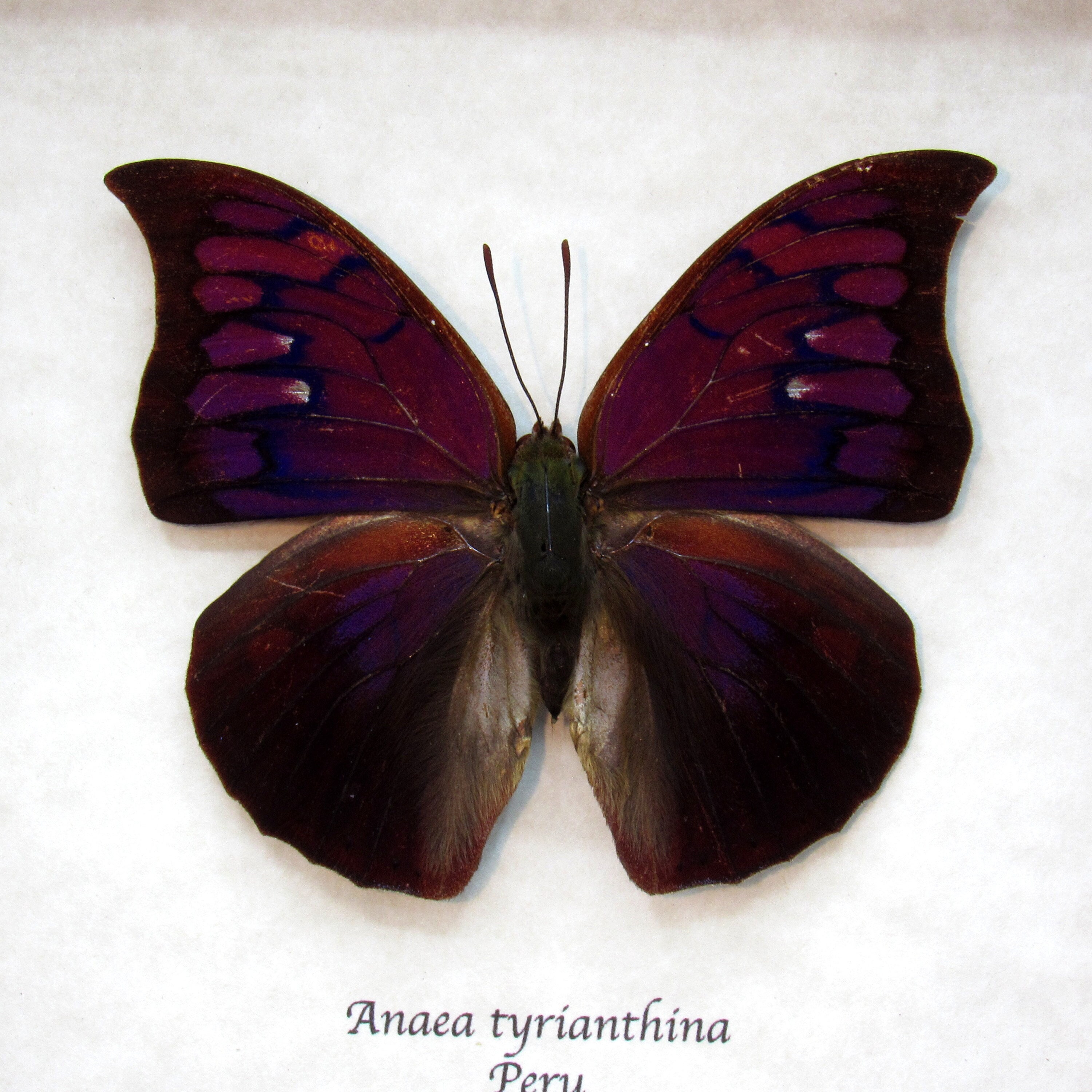 D*d様 レアデック　Butterfly Rare Purple Butterfly Framed Taxidermy - Anaea Tyrianthina - Etsy