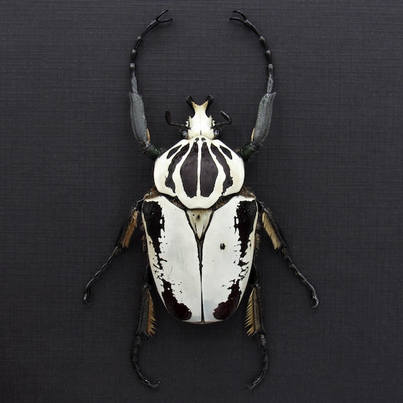 Rare Hybrid Goliath Beetle Framed Specimen - Goliathus Regius X