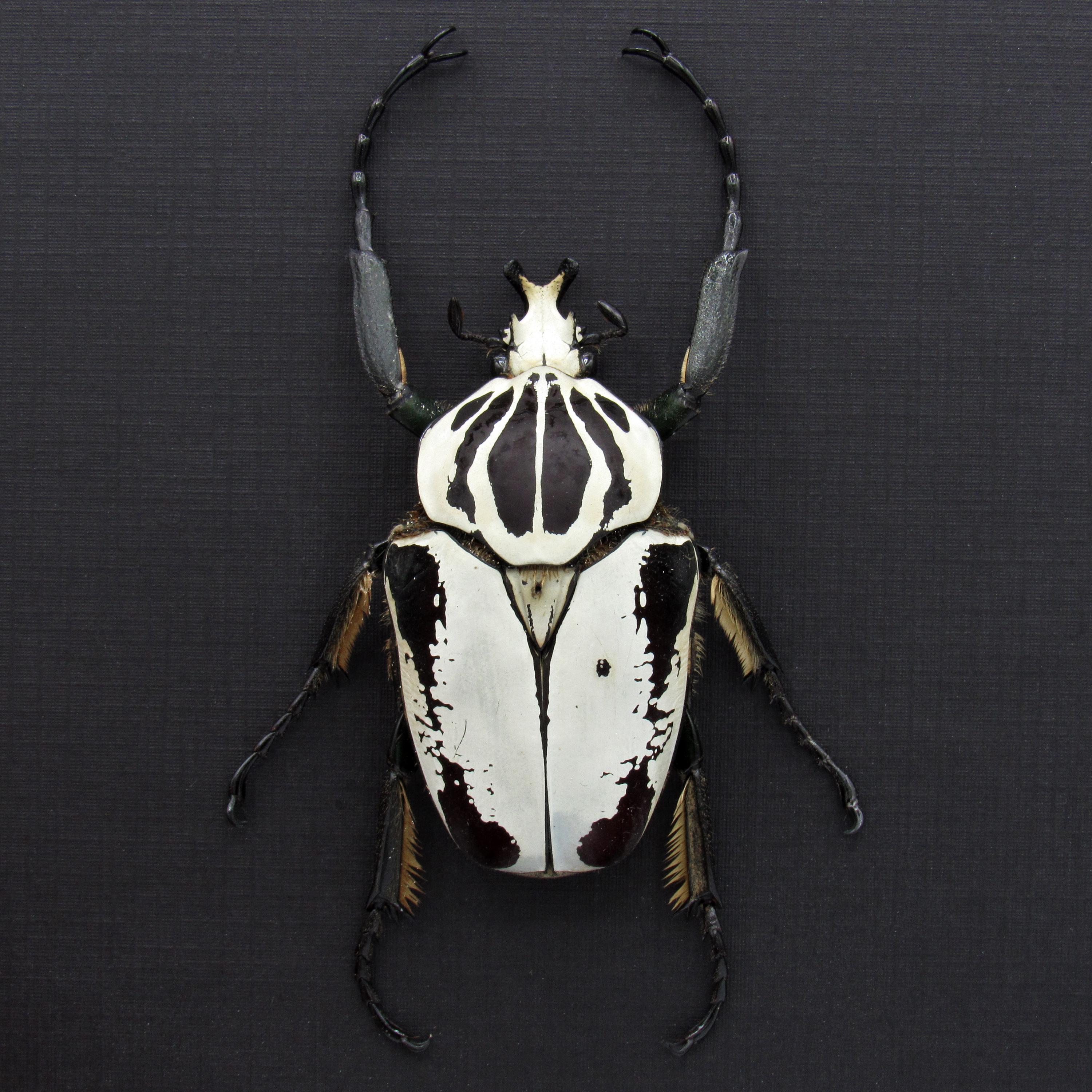 Rare Hybrid Goliath Beetle Framed Specimen - Goliathus Regius X
