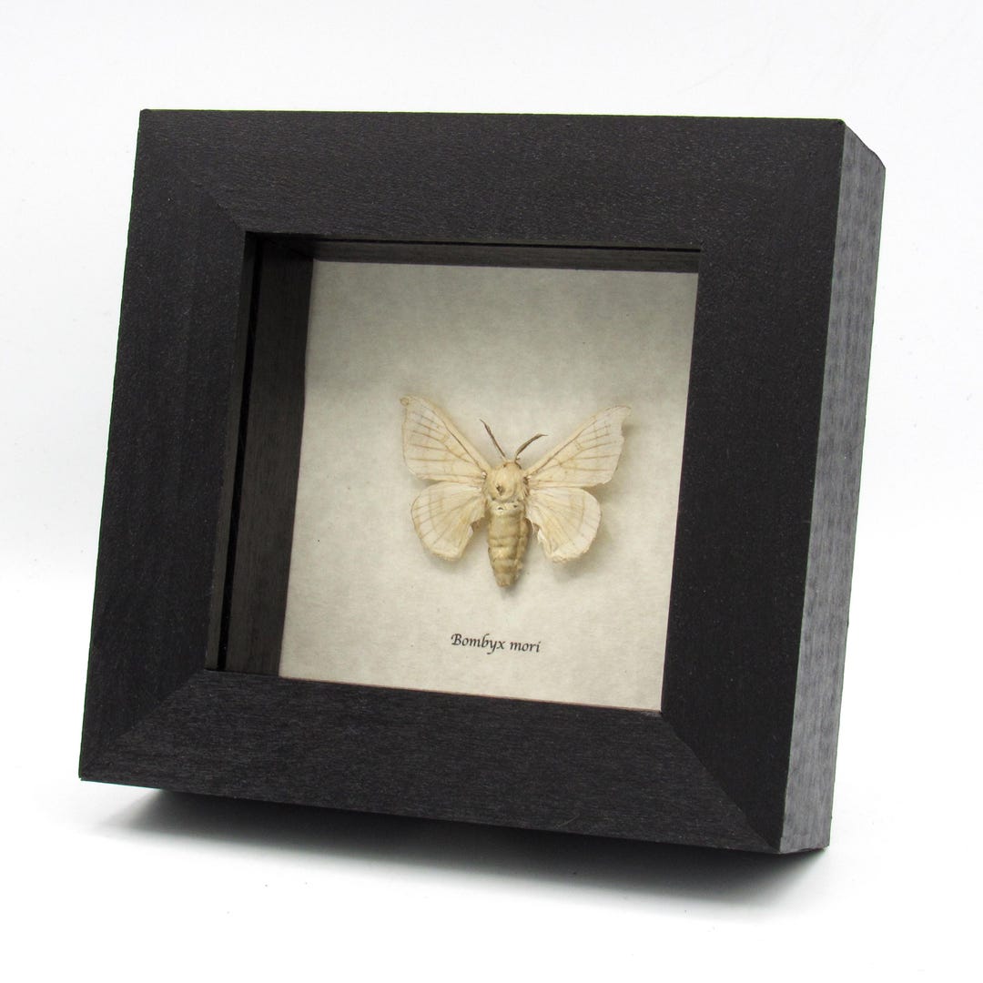 Real Domestic Silk Moth Framed Taxidermy - Bombyx Mori - Etsy