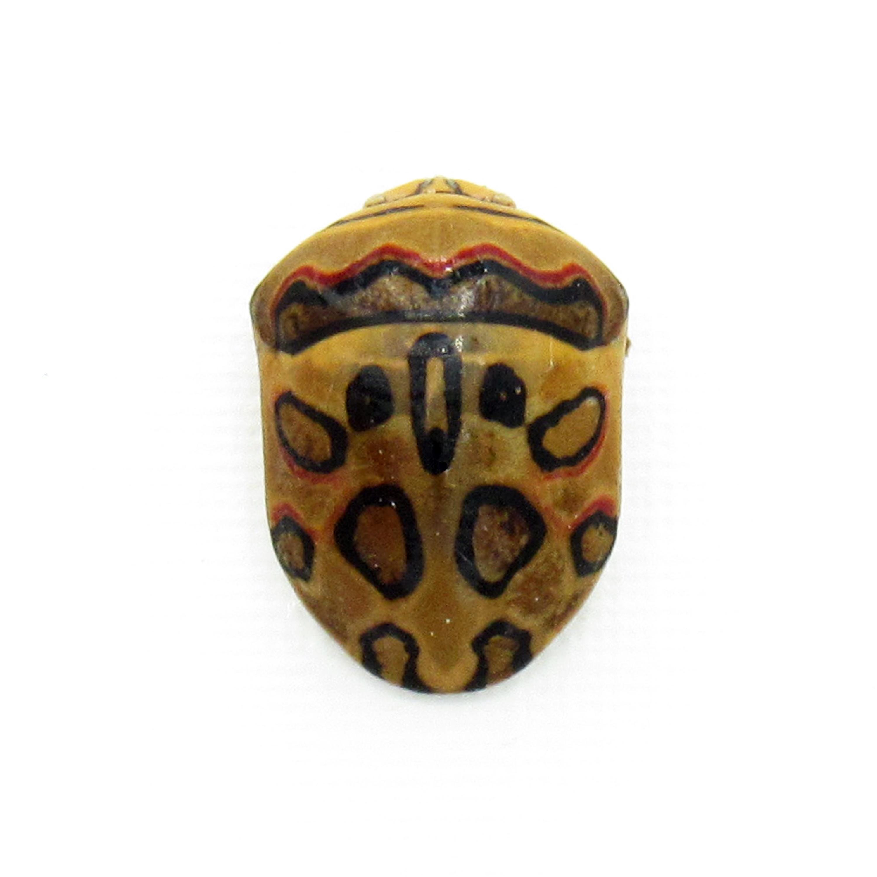 Rare Picasso Bug Framed Taxidermy - Sphaerocoris Annulus - Etsy