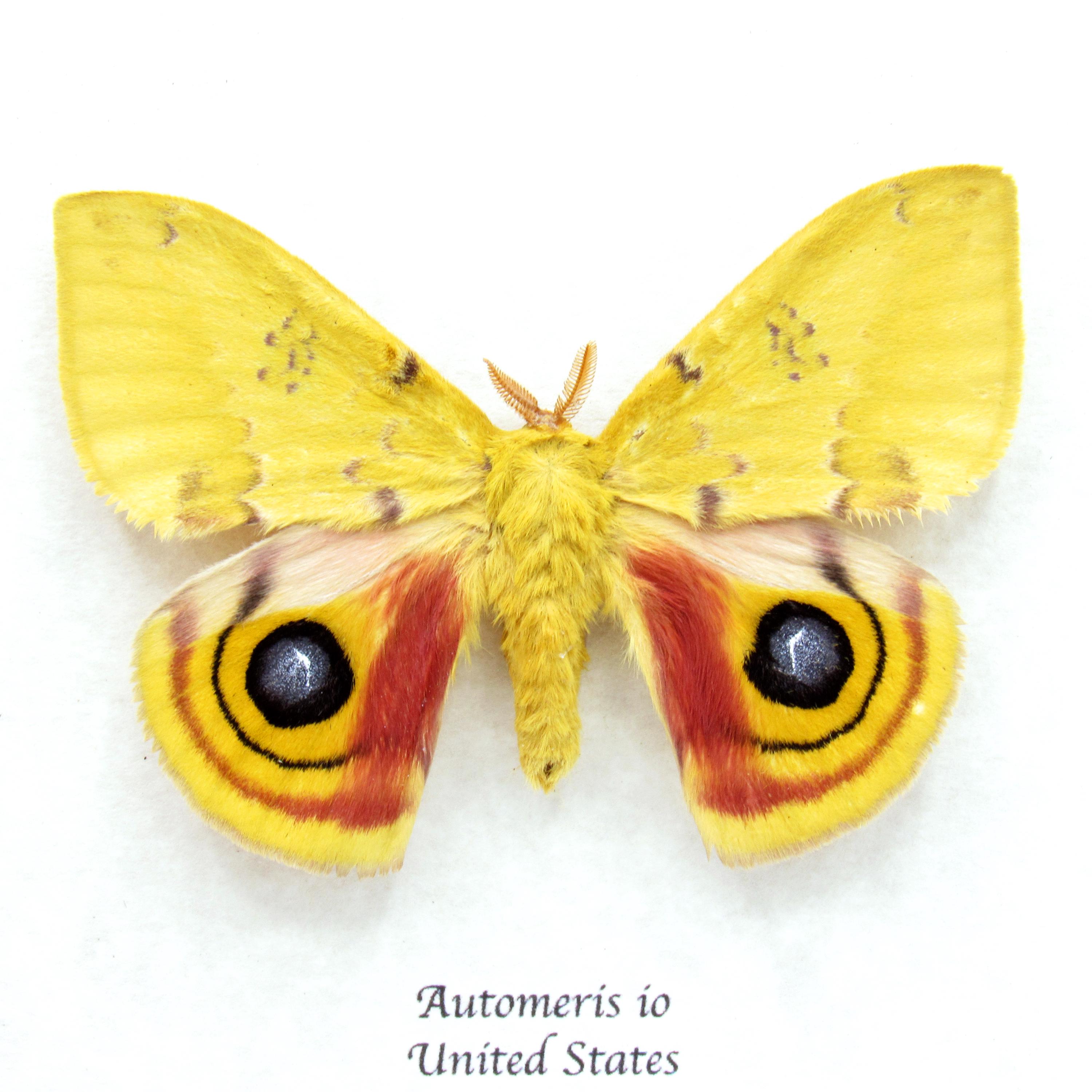 Real Yellow Io Moth Framed Taxidermy - Automeris Io - Etsy