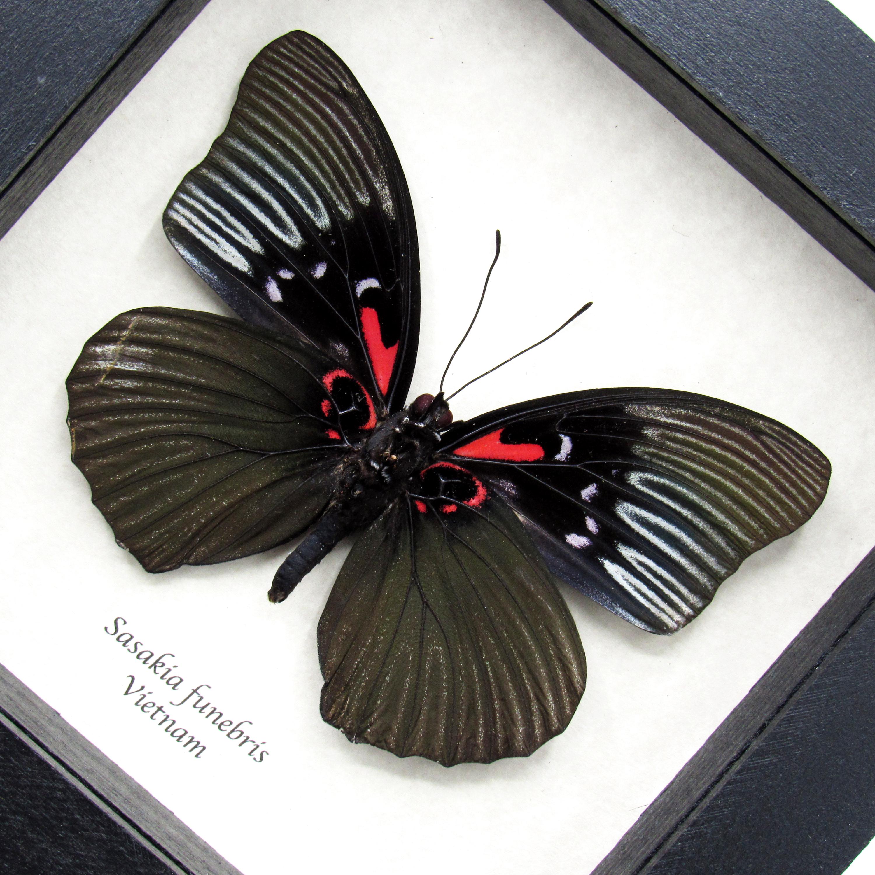 Sugri Butterfly Babushka バブーシュカ black Rare Large Black Empress Butterfly Framed Specimen - Sasakia