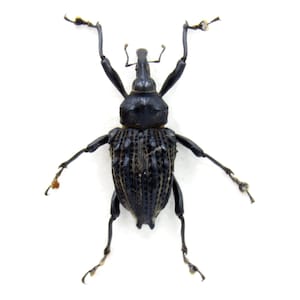 May include: A black weevil insect with long legs and a textured body. The insect is posed with its legs outstretched.