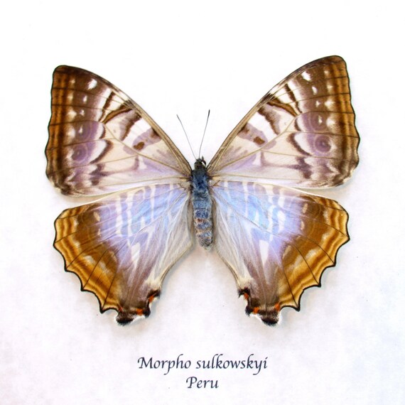 Rare Pearl Morpho Framed Taxidermy - Morpho Sulkowskyi - Female - Etsy