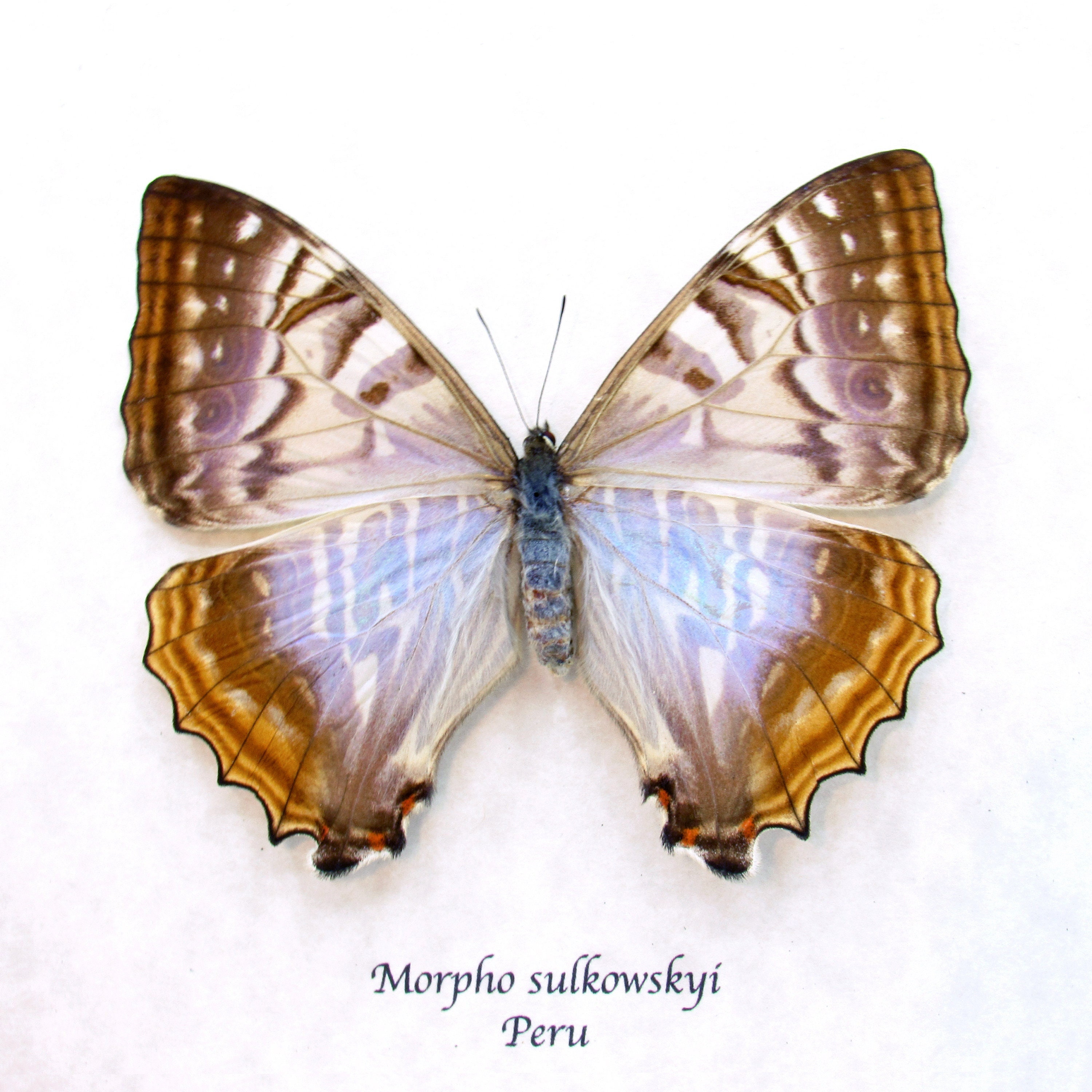 Rare Pearl Morpho Framed Taxidermy - Morpho Sulkowskyi - Female - Etsy