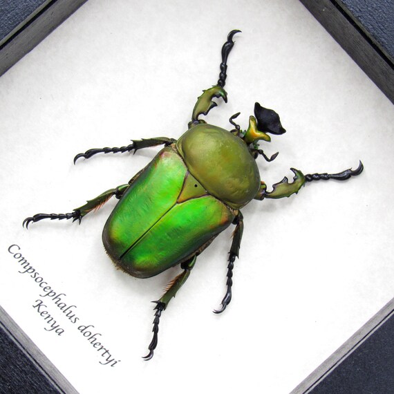 Large Green African Scarab Beetle Framed Taxidermy