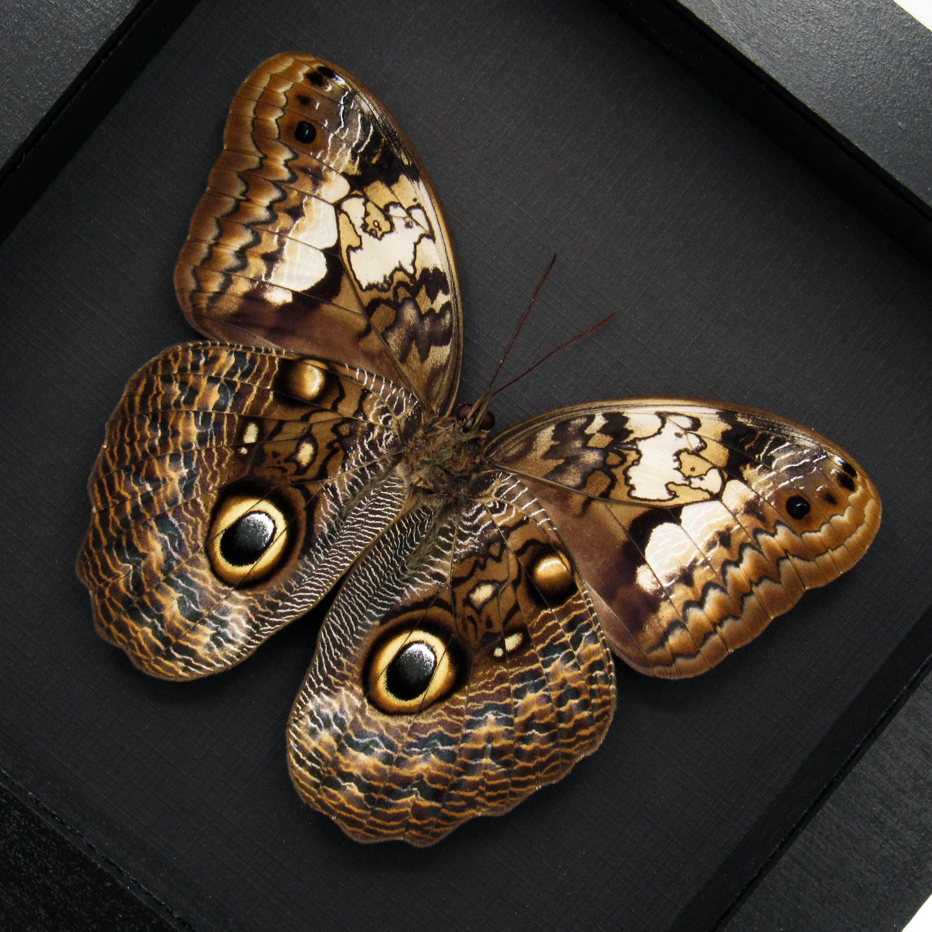 珍しいフクロウ蝶の額入り剥製 - Caligo martia - Etsy 日本