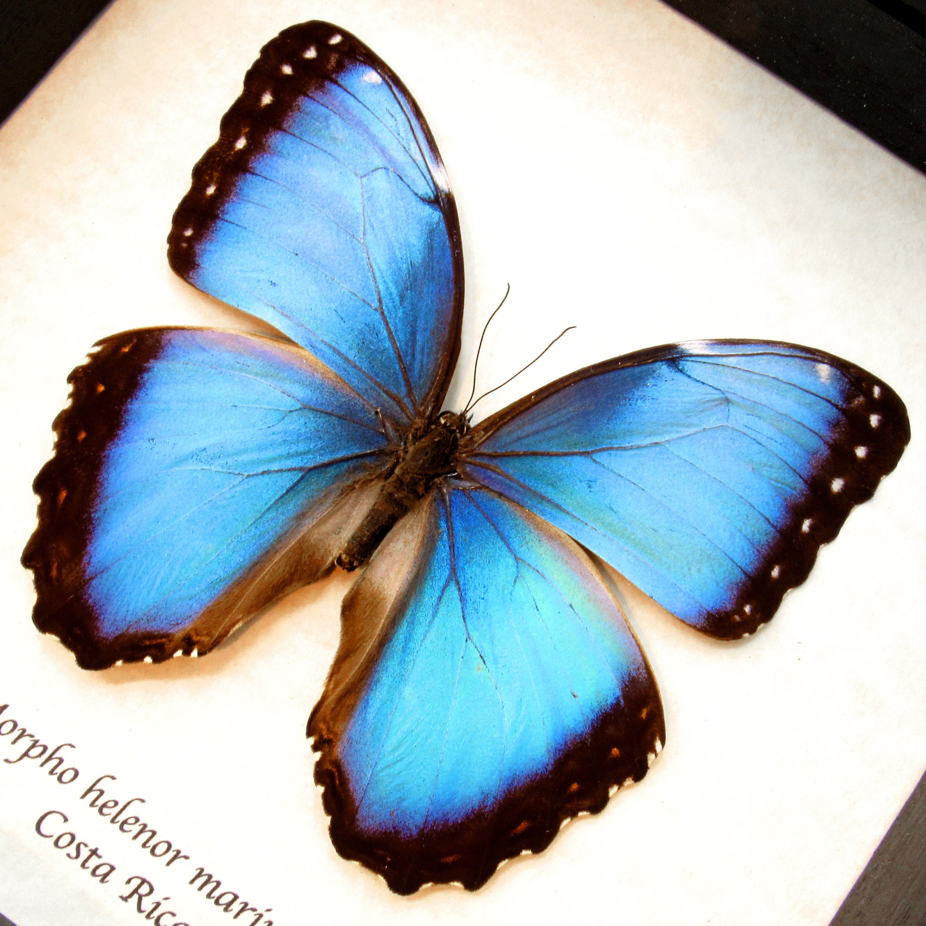 Morpho helenor female real butterfly in frame showcase preparation nature deco entomology insect taxidermy curiosities Insect Art Morpho helenor female real butterfly in frame showcase preparation nature deco entomology insect taxidermy curiosities Insect Art