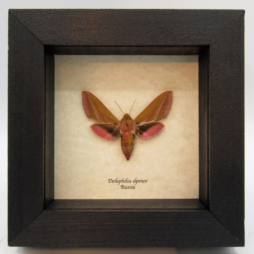 Real Pink Elephant Hawk Moth Framed Taxidermy - Deilephilia Elpenor - Etsy