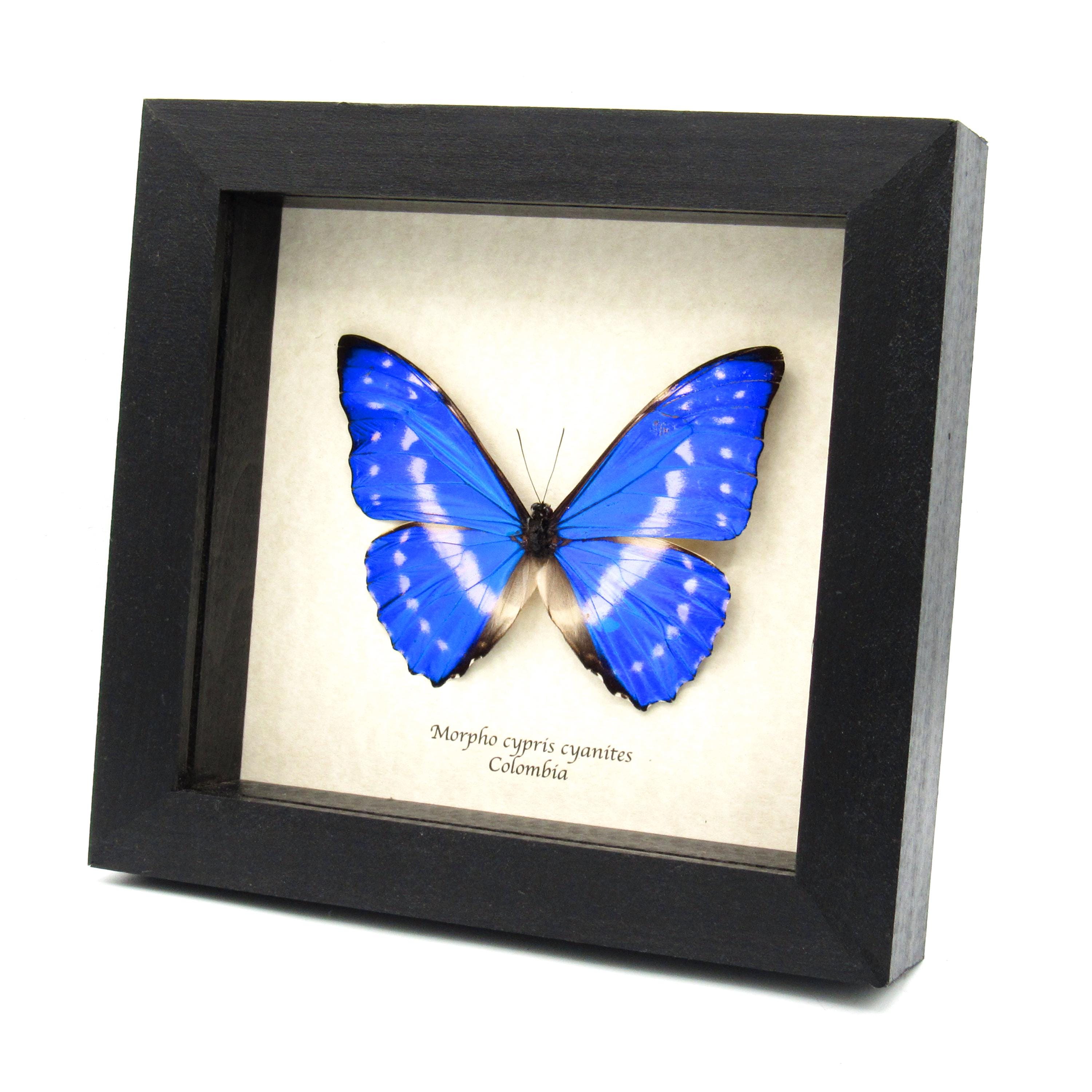 Cypris Morpho - Etsy