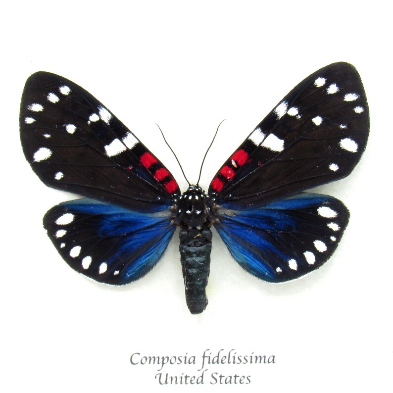 Rare Faithful Beauty Moth Framed Taxidermy - Composia Fidelissima - Etsy