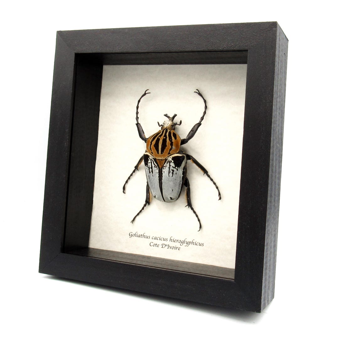 Rare Chief Goliath Beetle Framed Taxidermy Goliathus Cacicus Rare Chief Goliath Beetle Framed Taxidermy Goliathus Cacicus