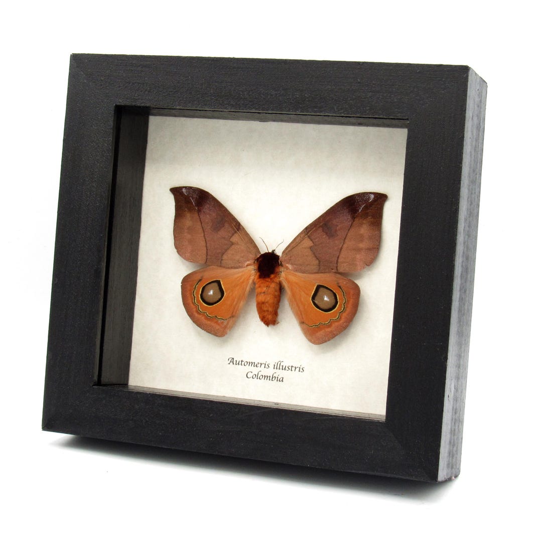 Real Saturn Moth Framed Taxidermy - Automeris Illustris - Female - Etsy