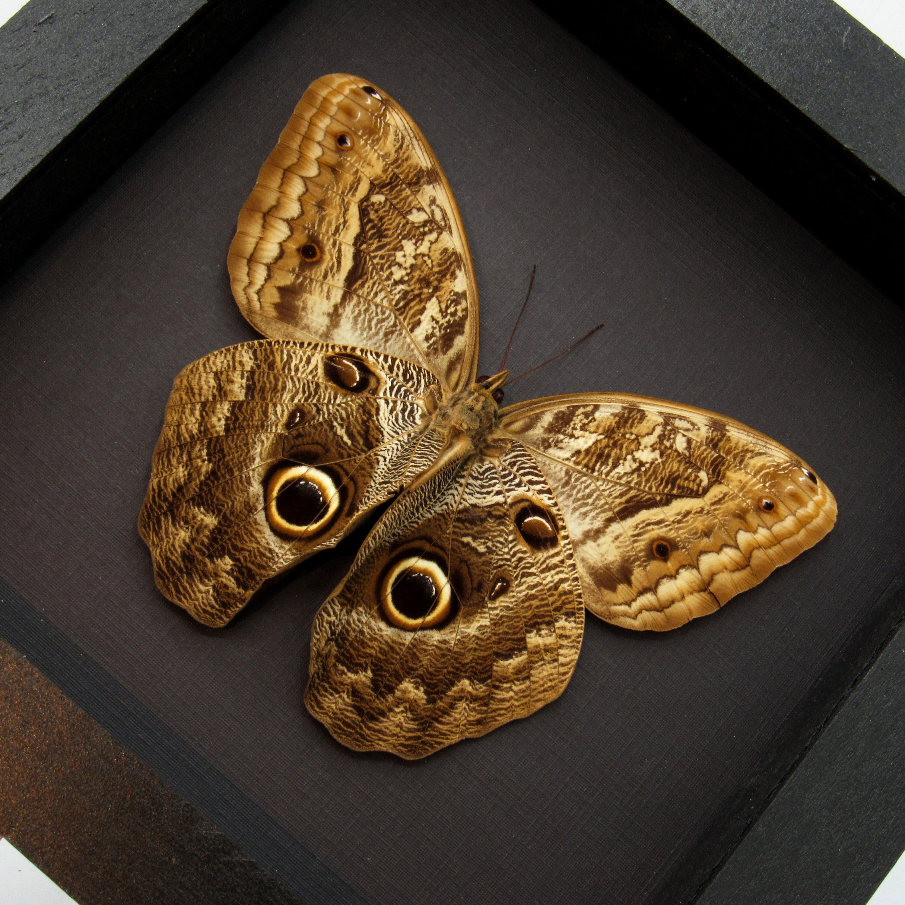 フクロウチョウ　額入り フクロウチョウ 額入り - メルカリ