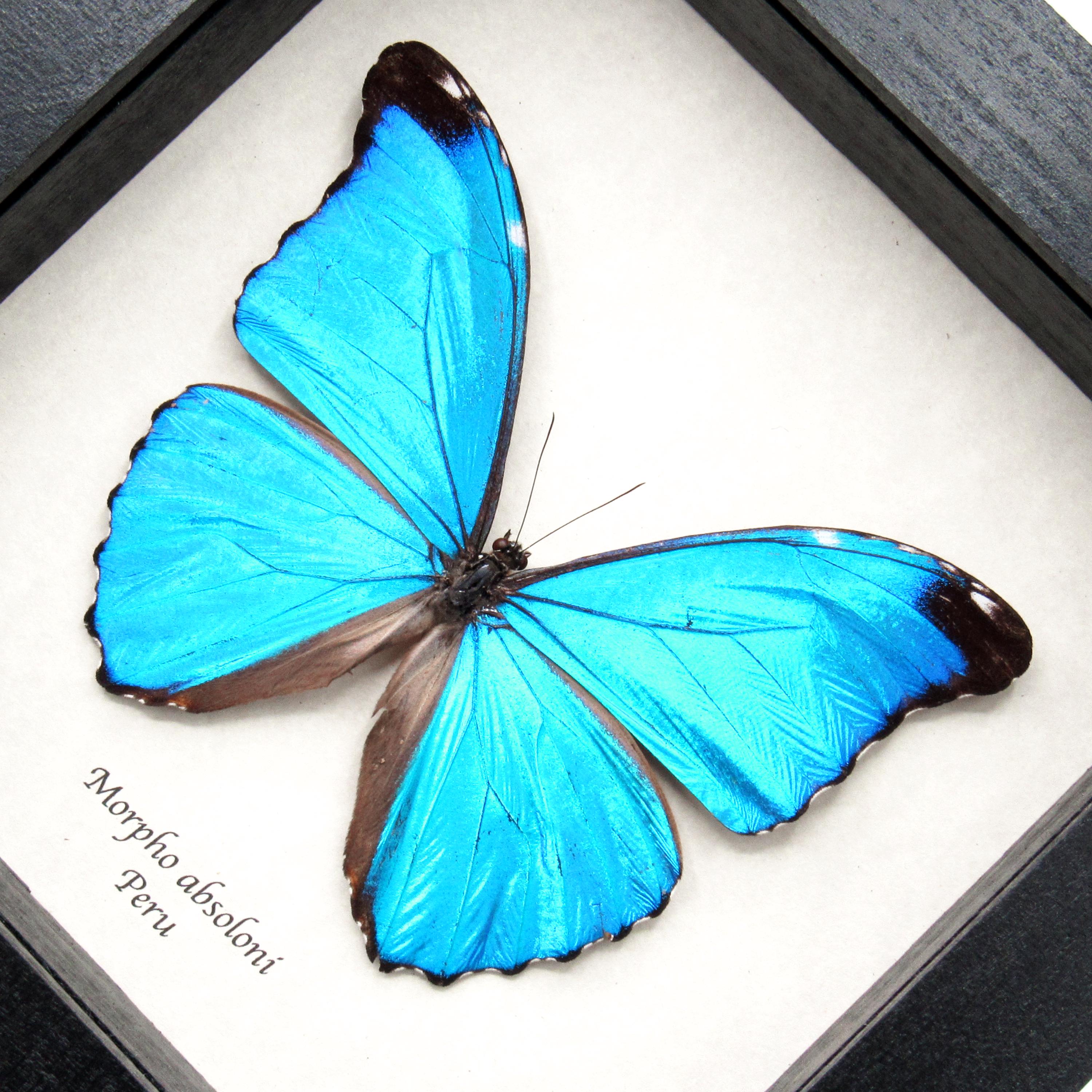 Rare Metallic Blue Morpho Framed Taxidermy - Morpho Absoloni - Etsy