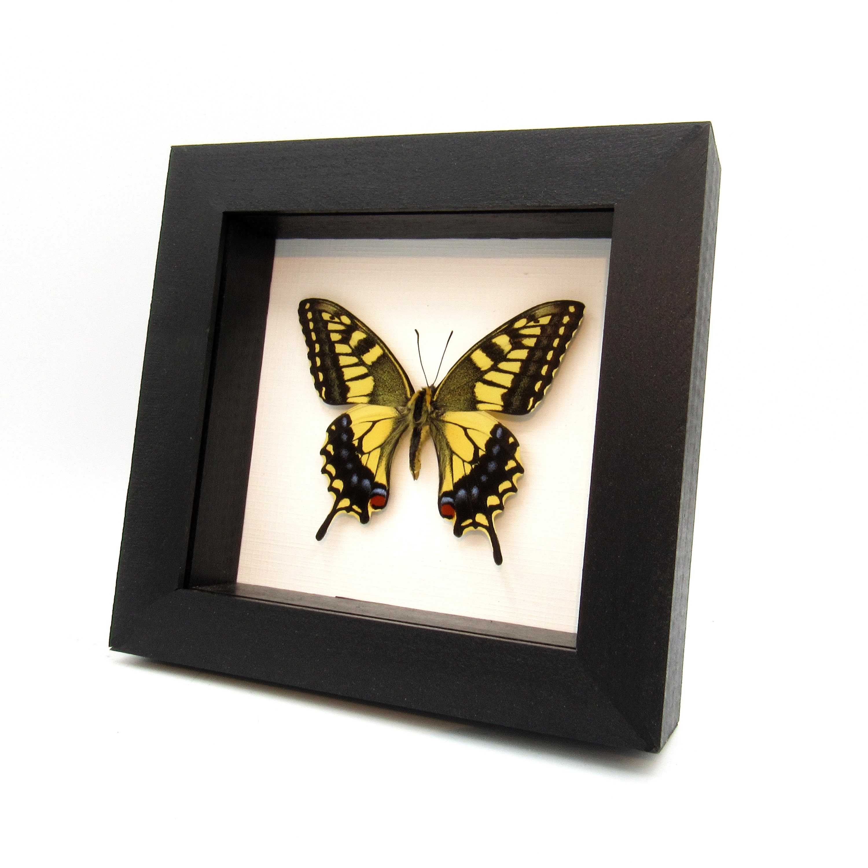 oldsea MIYABI × antique butterfly oldsea MIYABI × antique butterfly Framed Exotic Butterfly