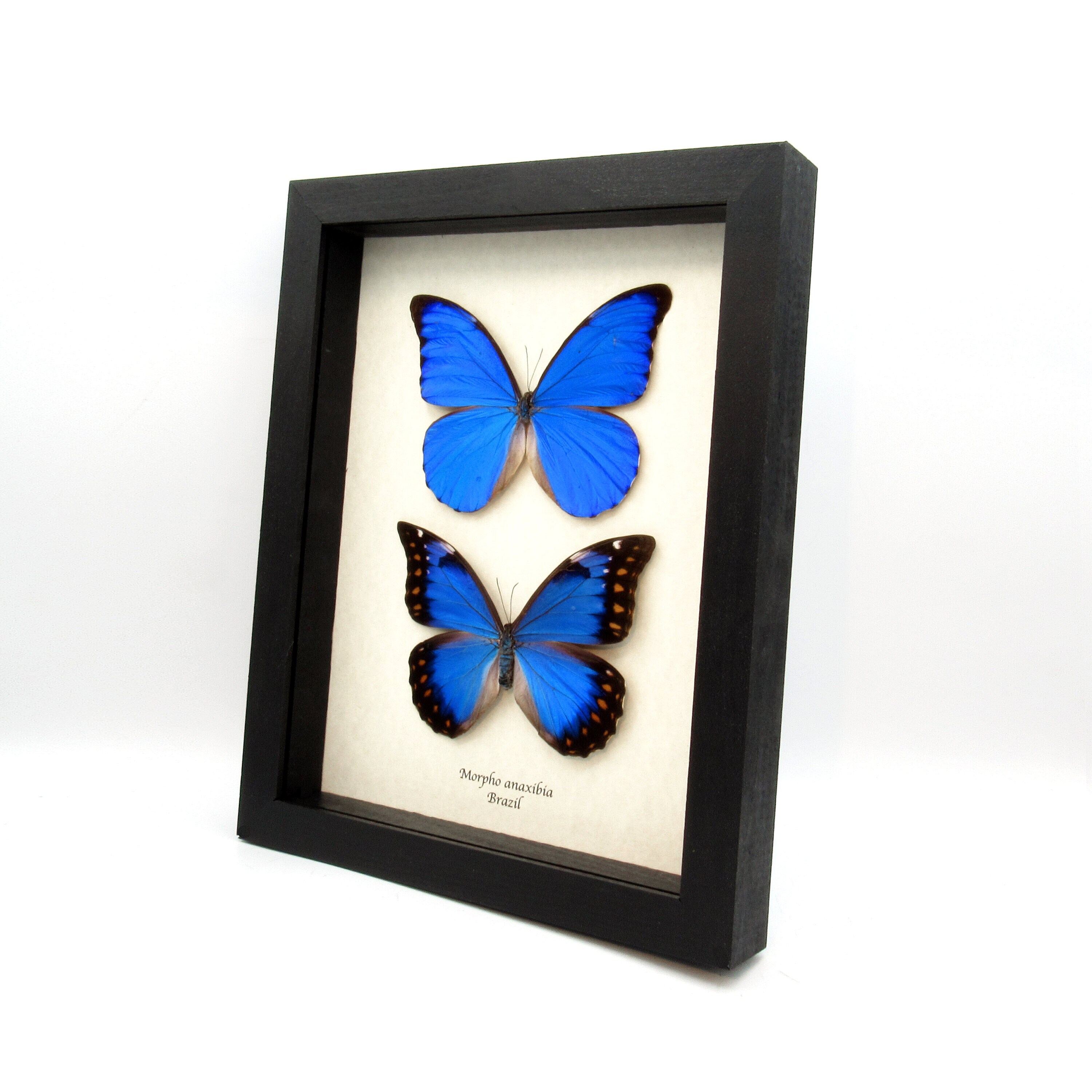 標本 Brazil Morpho anaxibia1 133mm il_fullxfull.5805578335_60x1.jpg