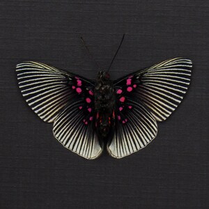 珍しいフクロウ蝶の額入り剥製 - Caligo martia - Etsy 日本