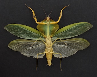 Rare Peruvian Leaf Shield Mantis Framed Taxidermy - Mantodea