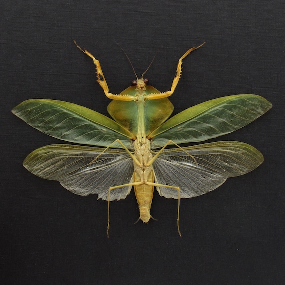 標本 Peru Mantodea sp. 44mm Rare Peruvian Leaf Shield Mantis Framed Taxidermy - Mantodea