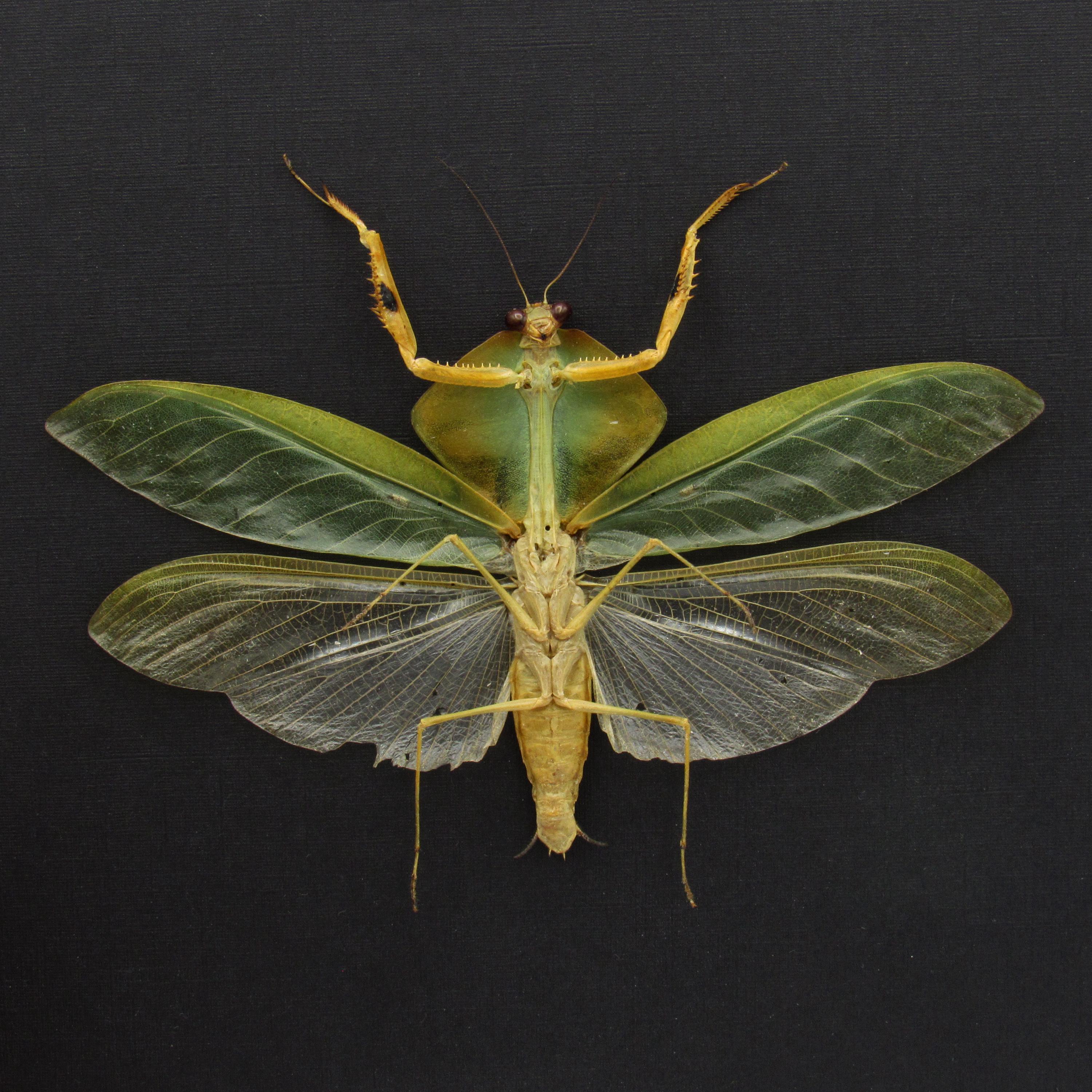 Rare Peruvian Leaf Shield Mantis Framed Taxidermy - Mantodea