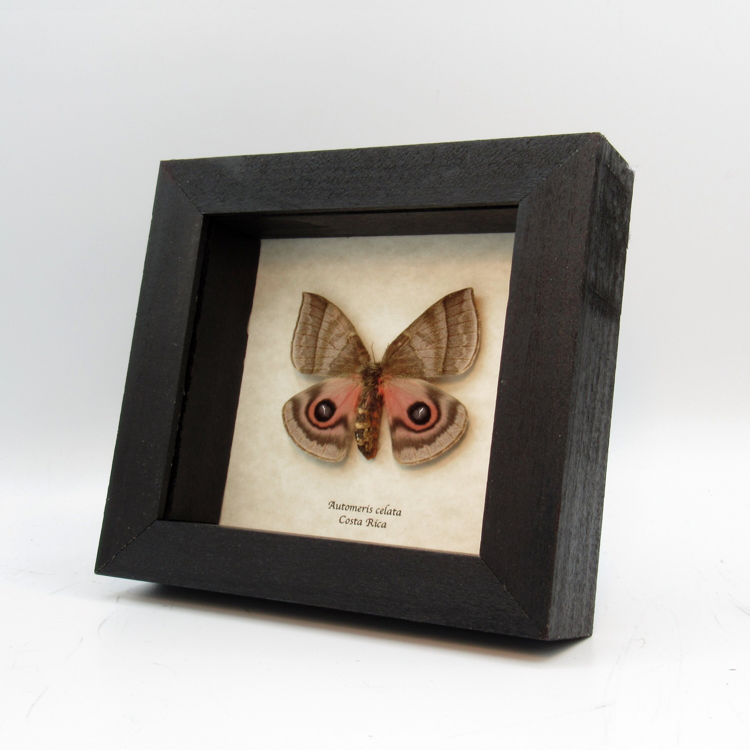 Polilla rosa real Saturnendo celata hembra - Etsy España