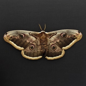 May include: A detailed image of a large moth, showcasing brown, beige, and cream wing patterns. The wings feature eye-shaped markings and a textured design. The moth is set against a black backdrop.