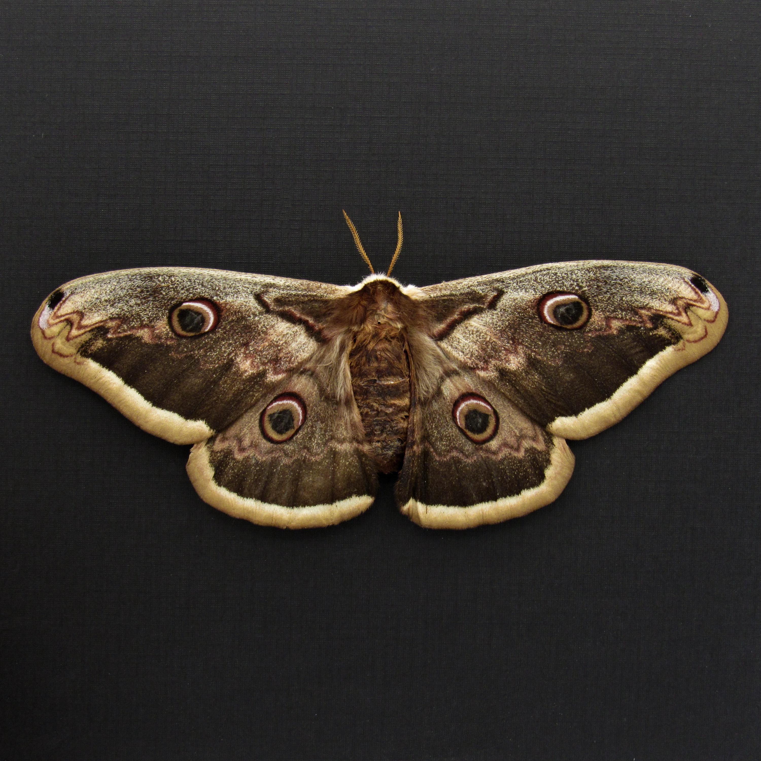Saturniidae moth - Etsy 日本