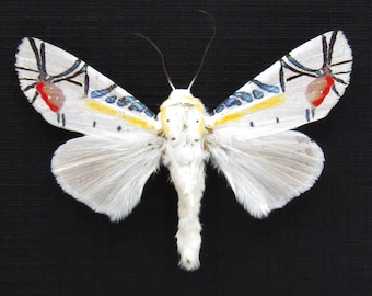 巨大な本物の羽のあるナナフシの剥製 - Phasma gigas - Etsy 日本