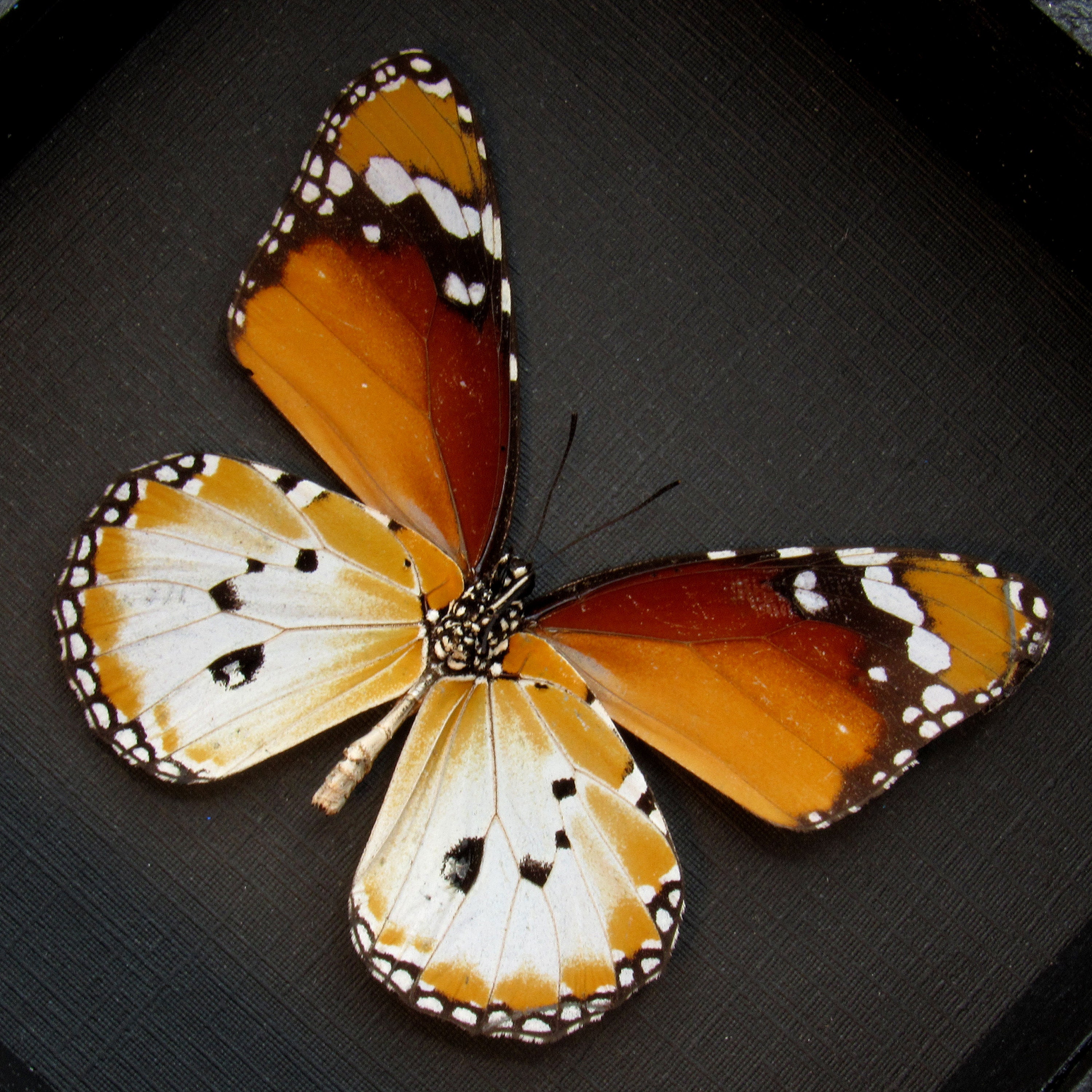 本物のアフリカンクイーン蝶の額入り剥製 - Danaus chrysippus - Etsy 日本