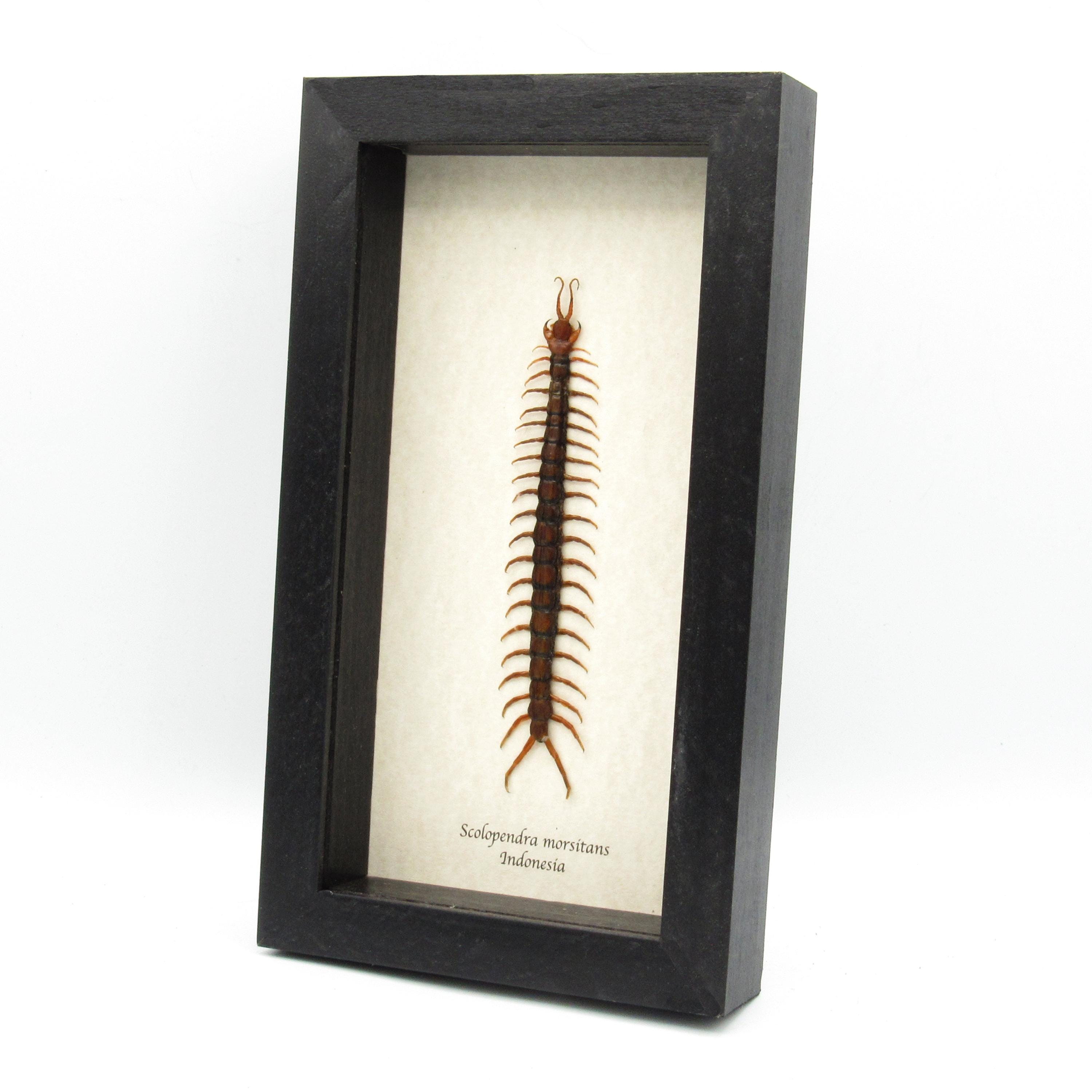 タンザニア産の巨大ムカデ（Scolopendra morsitans）の剥製（額入り 