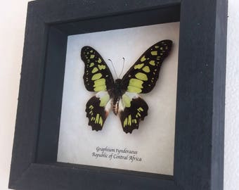 Real butterfly framed - Graphium tynderaeus