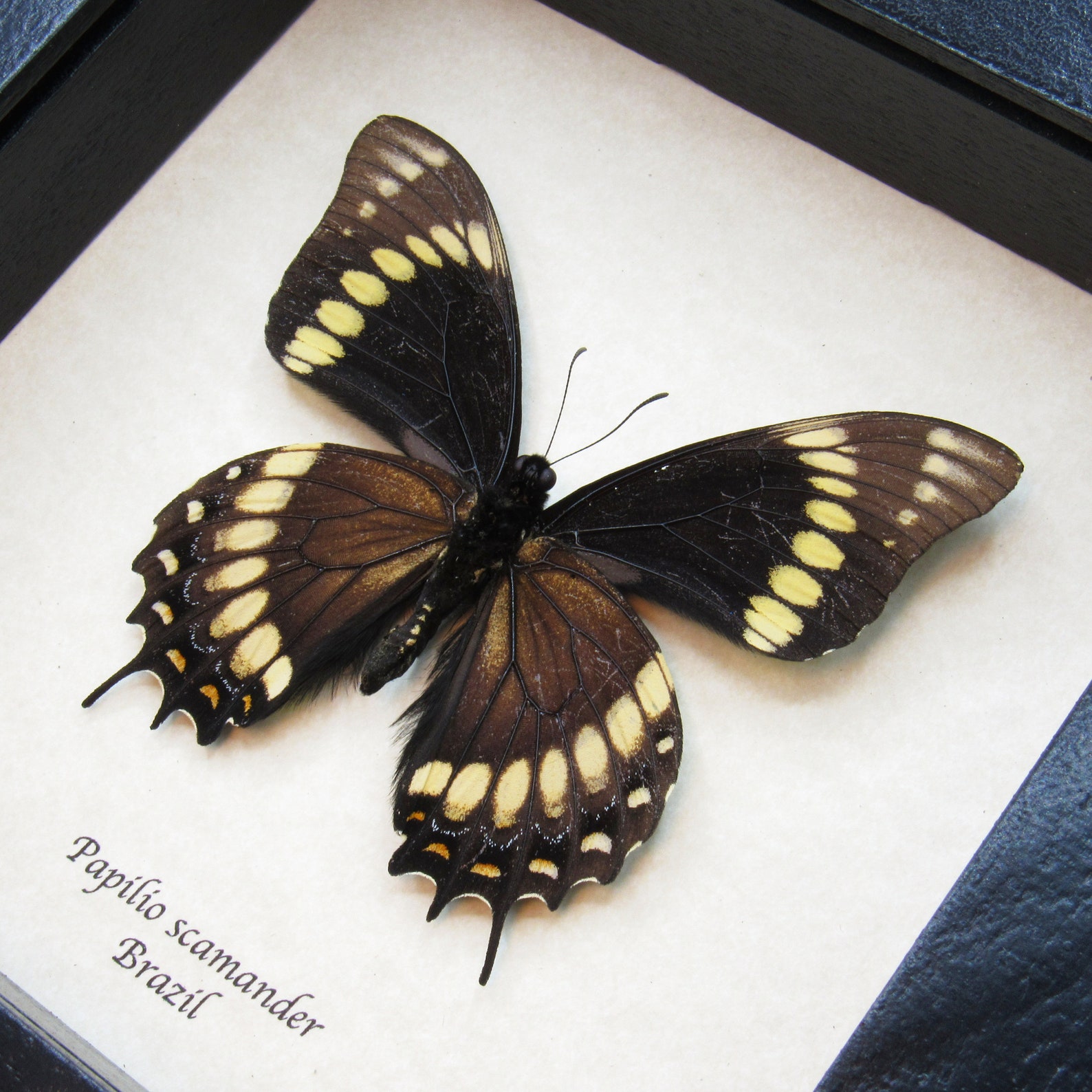 Rare black butterfly framed Papilio scamander | Etsy
