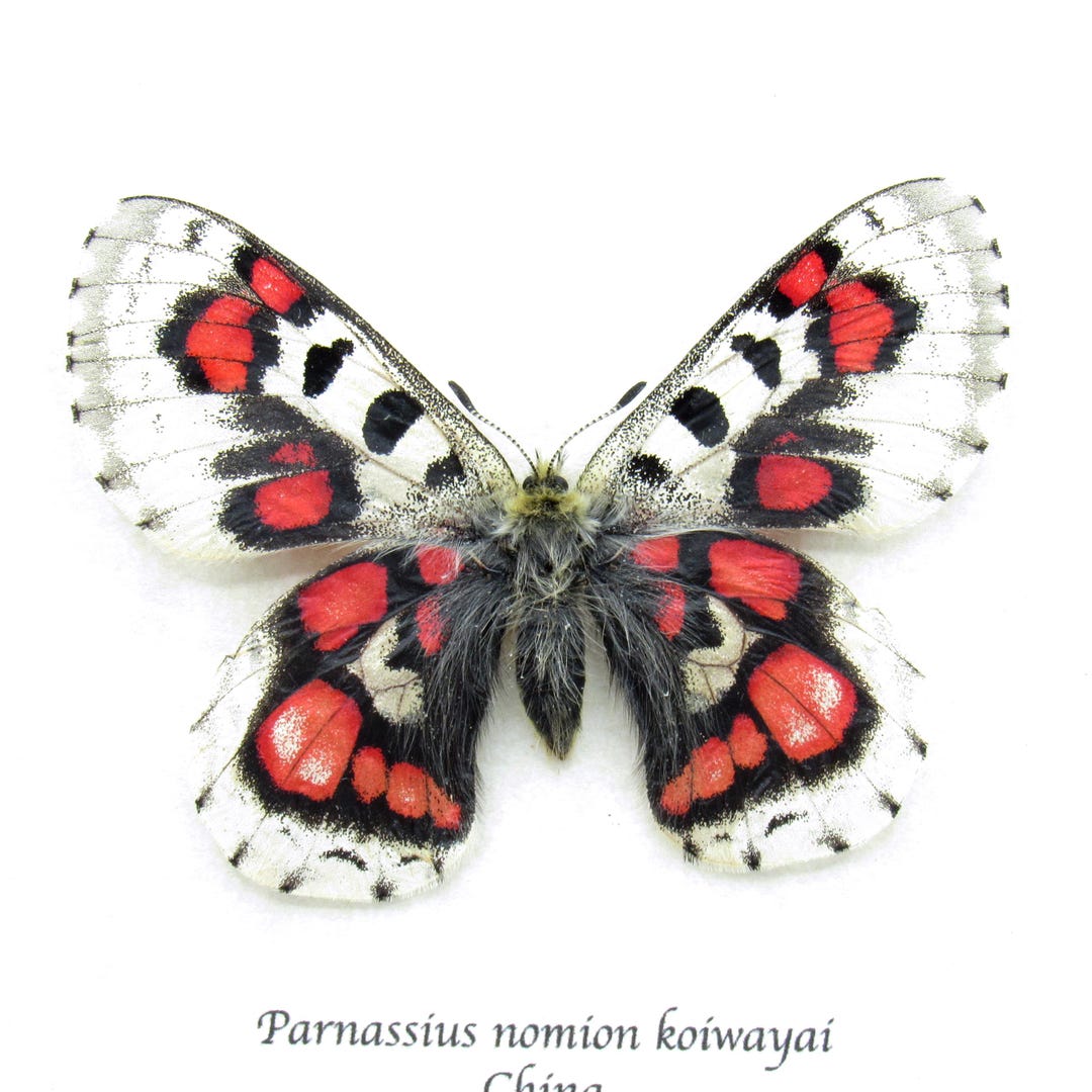 非常に珍しい赤いスノーアポロ蝶の額入り標本 - Parnassius nomion