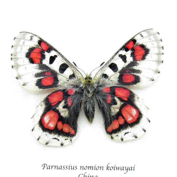 非常に珍しい赤いスノーアポロ蝶の額入り標本 - Parnassius nomion