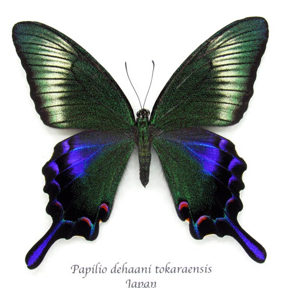 クリノオビクジャクアゲハ♂♀ 標本☆スリランカ産☆原名亜種 激レア・