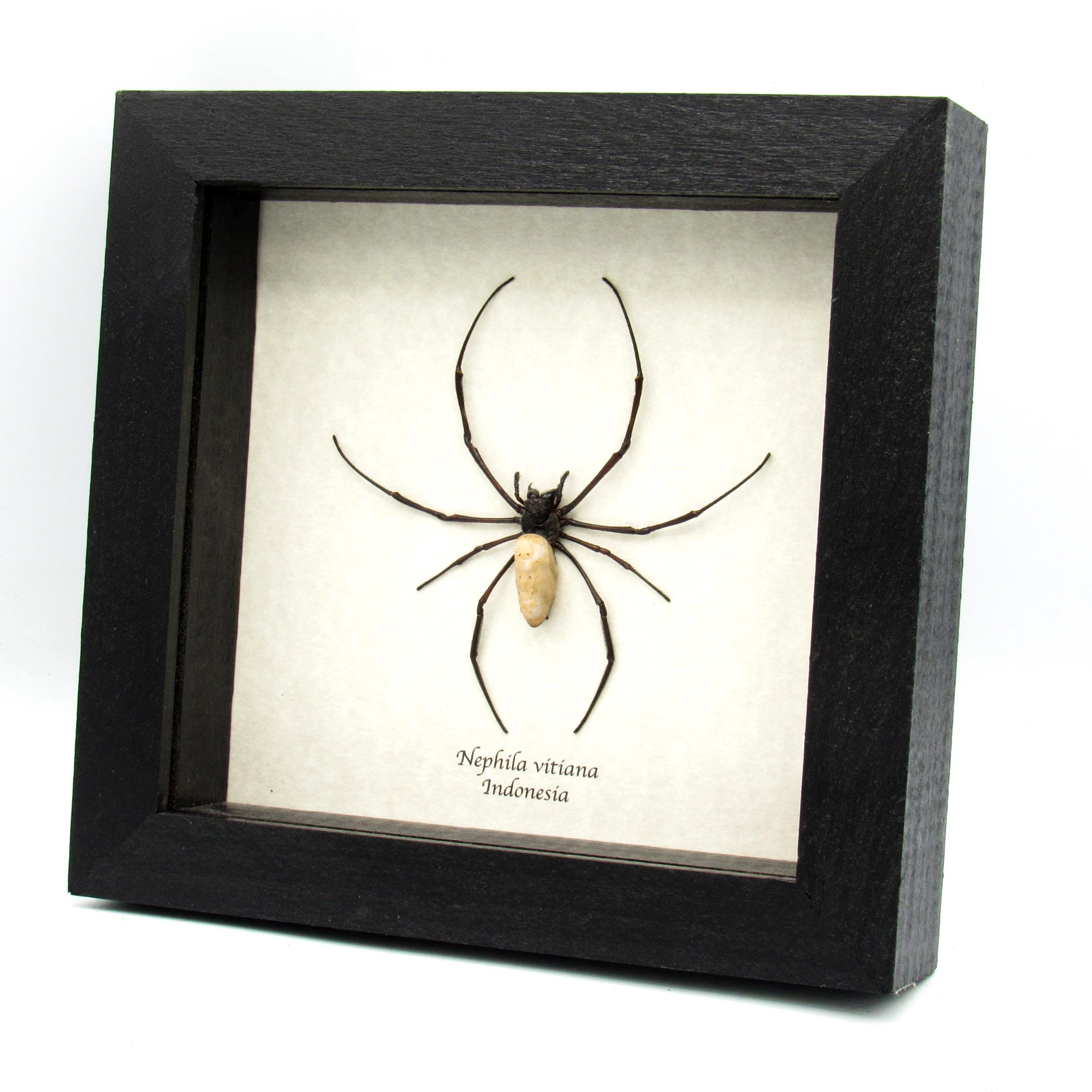Real Golden Orb Weaver spider framed taxidermy - Nephila vitiana