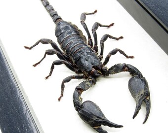 Real Giant Scorpion Framed Taxidermy - Heterometrus Cyaneus - XL