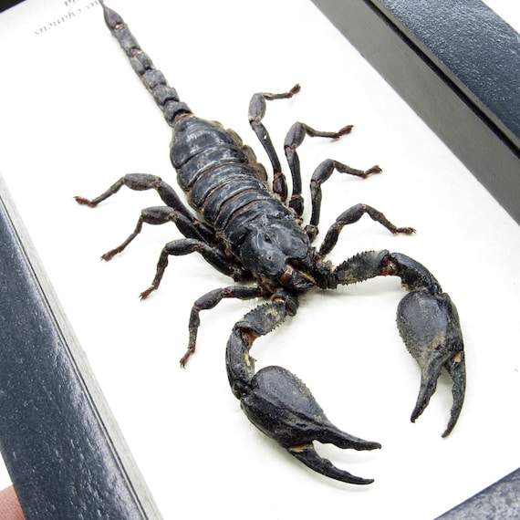 Malaysia Giant Scorpion 標本 木製フレーム Malaysia Giant Scorpion