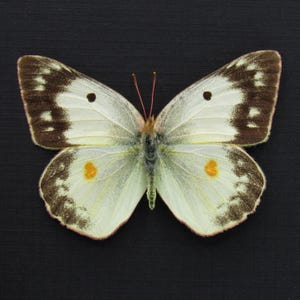 May include: A butterfly with cream-colored wings, accented with brown edges and spots. The wings have a delicate texture, with orange and black markings. The butterfly's body is a pale green, and the background is black.