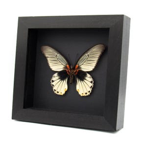 May include: A framed butterfly specimen with black and white wings and orange accents. The butterfly is mounted on a black background and framed in a black wood frame.