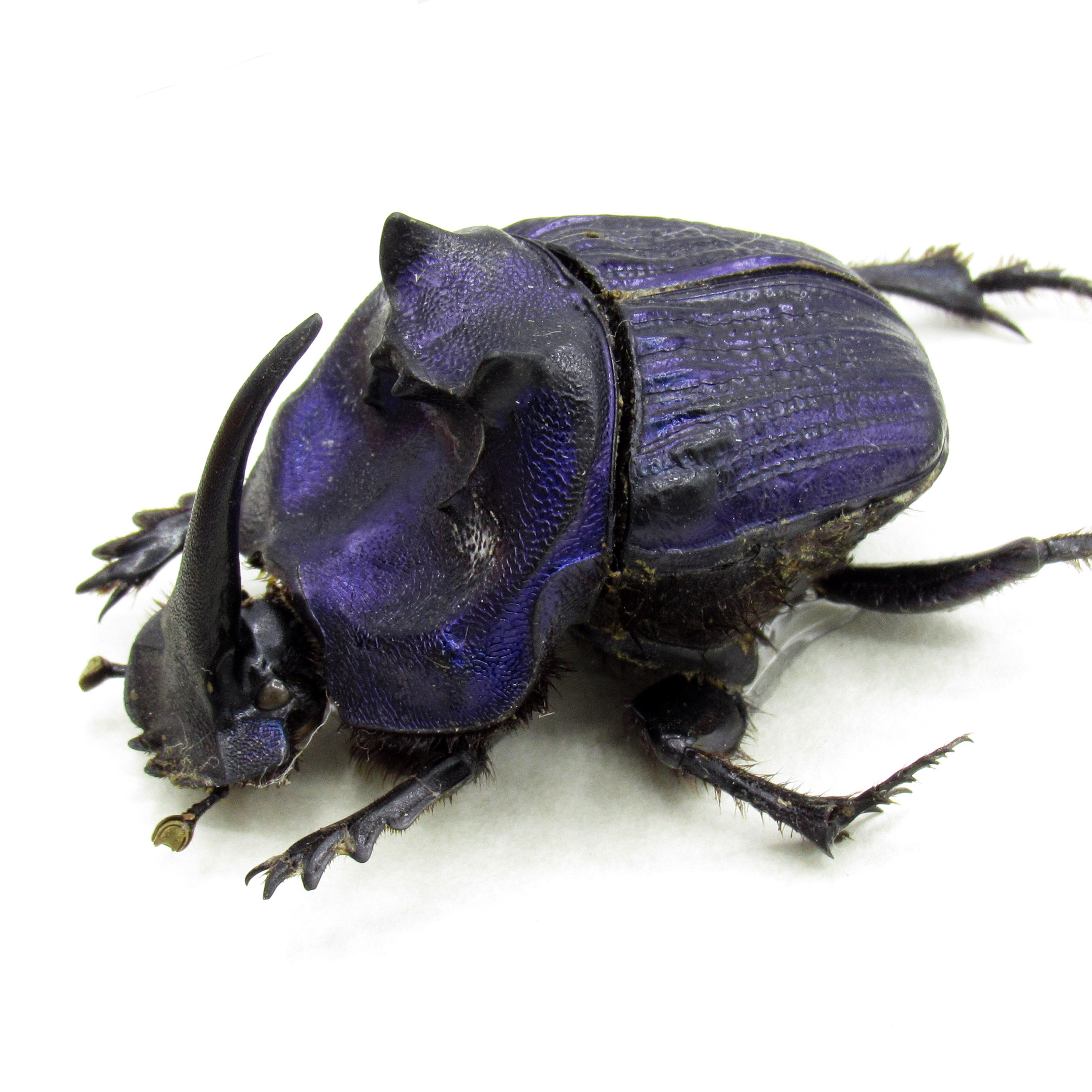 Rare Giant Purple Scarab Beetle Framed Taxidermy - Megaphanaeus
