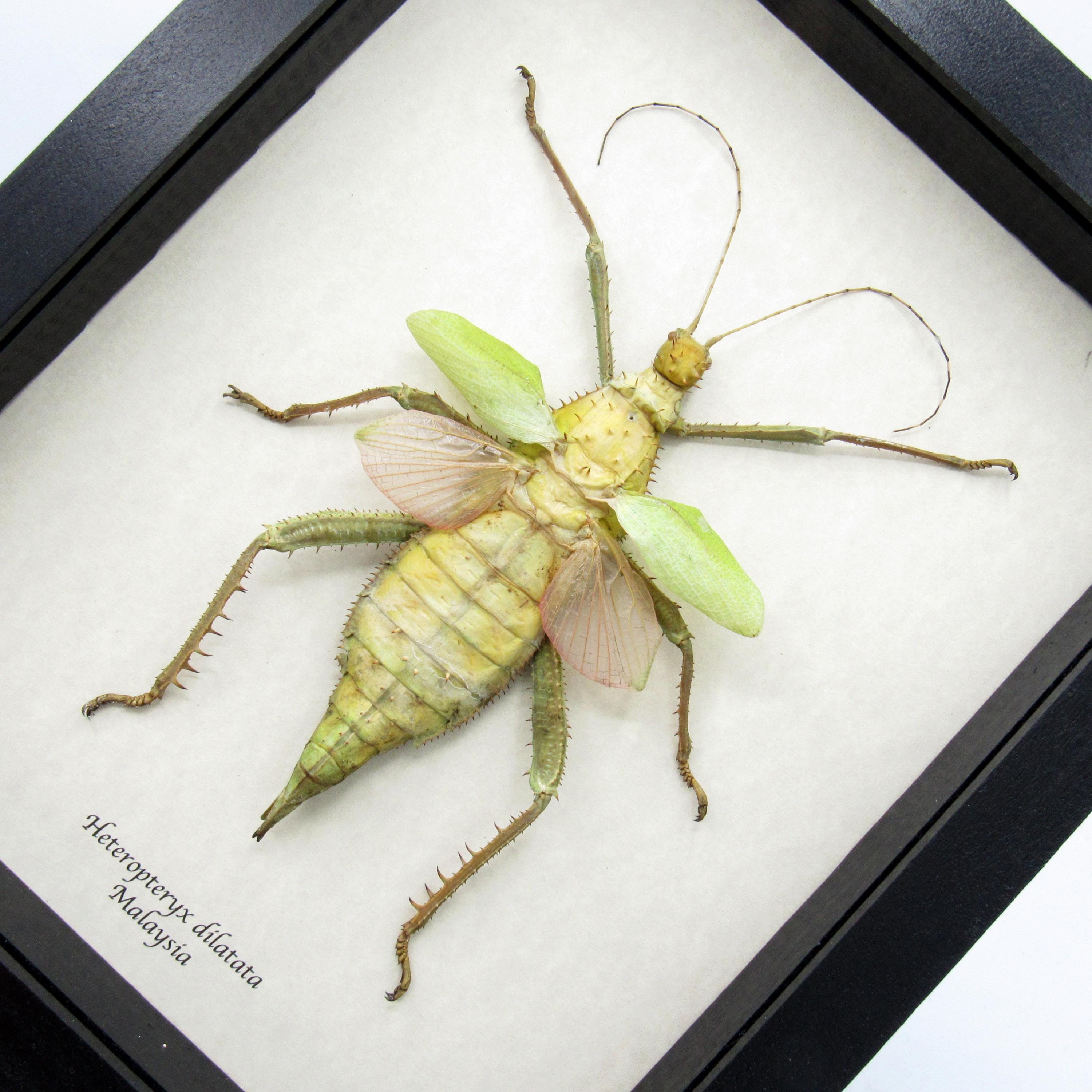 Real Giant Thorny Stick Bug Framed Taxidermy - Heteropteryx