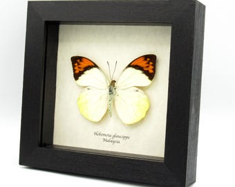 Real Orange Tip Butterfly Framed Taxidermy - Hebomoia Glaucippe - Etsy