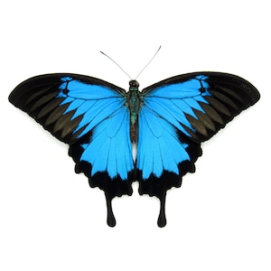 Real iridescent Blue Ulysses Swallowtail butterfly framed - Papilio ulysses - Victorian mount