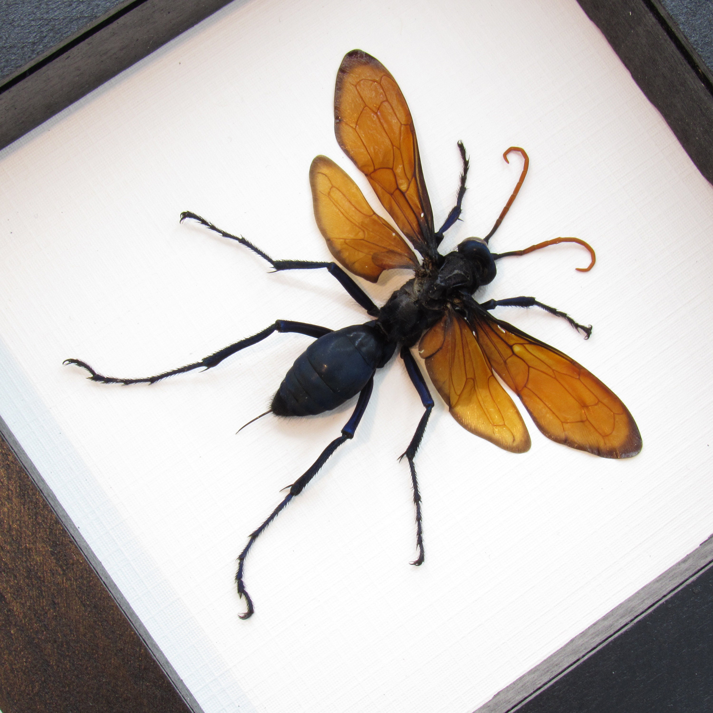 標本 Brazil Pepsis heros 111mm super big RARE (1) Tarantula Hawk Wasp Pepsis Heros Big Real Insect
