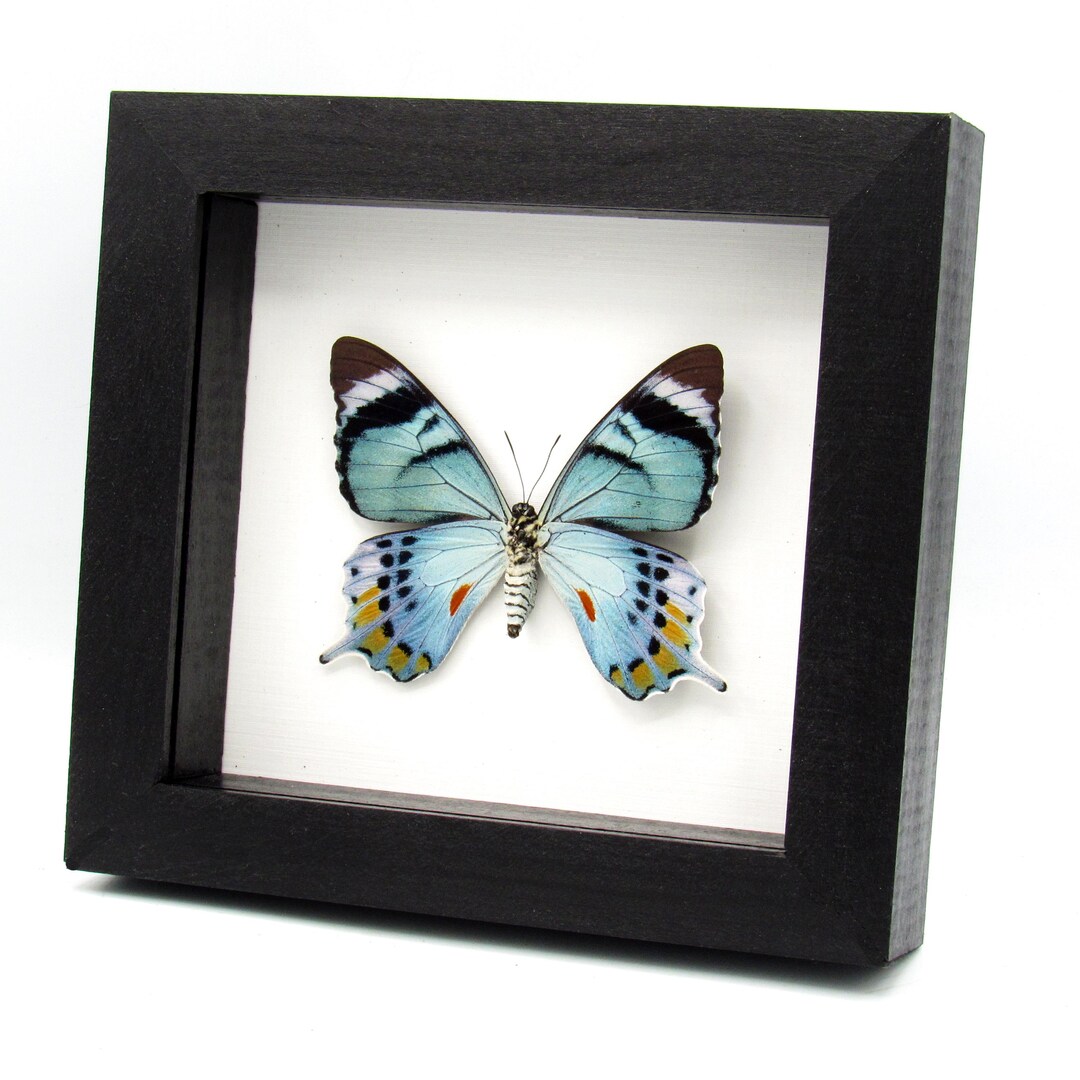 Very Rare Moth Mimic Swallowtail Butterfly Framed Taxidermy