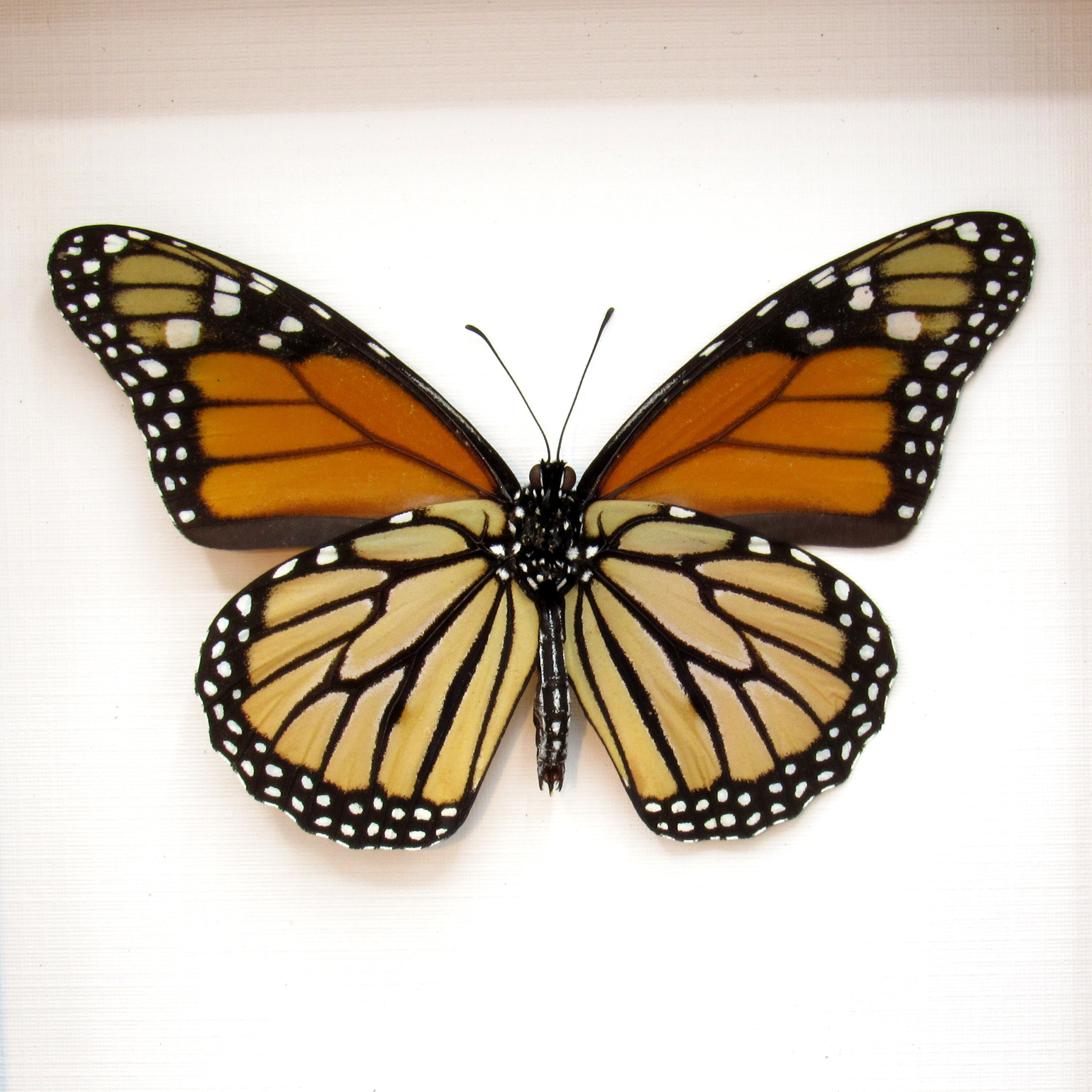 実物大のモナーク蝶の剥製 - Danaus plexippus - Etsy 日本
