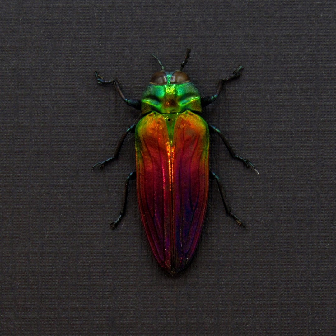 Real Rainbow Jewel Beetle Framed Taxidermy Belionota Tricolor Etsy